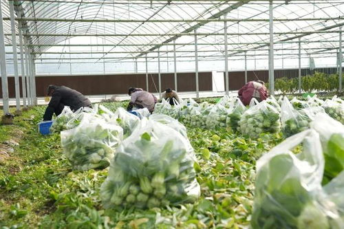 漫長的季節(jié)里，反復愛上豎新鎮(zhèn)的植物提取物研發(fā)