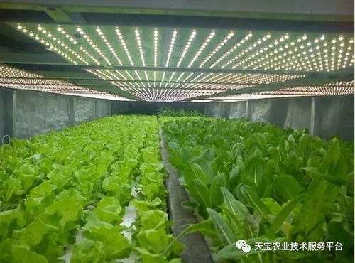 棚室采光不佳的應對策略與植物提取物研發(fā)的機遇與挑戰(zhàn)