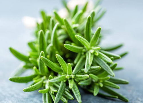 臉上出現這5個征兆，警惕數萬條螨蟲正侵襲！植物提取物研發帶來新希望